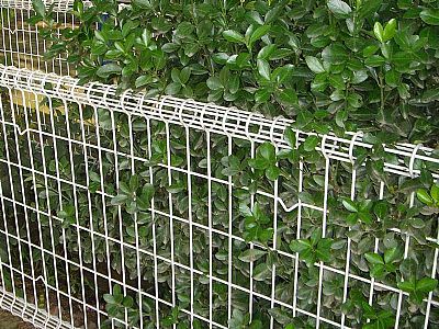 ���pȦ�o(h��)�ھW(w��ng)픲��W(w��ng)Ƭ����ι̶����b��