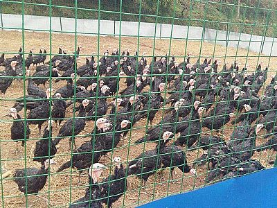 �B(y��ng)ֳ�o(h��)�ھW(w��ng)��ُ(g��u)�I(m��i)�c��(sh��)�H���е��\(y��n)��